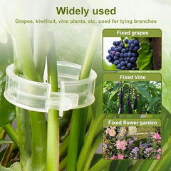 🌱【🔥 200 buc/set】Cleme de fixare pentru creșterea răsadurilor și plantelor